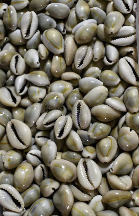 Cowries